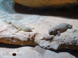 Tiergarten Schönbrunn am 12.03.2025